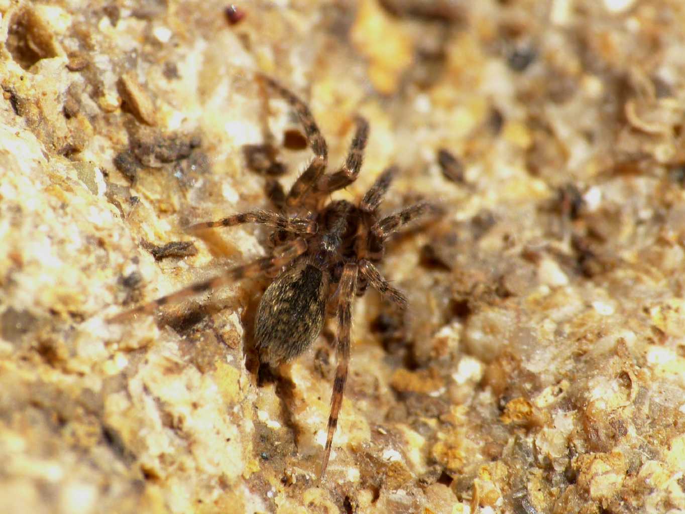 Giovane Agroeca (Liocranidae) -  Santa Severa (RM)